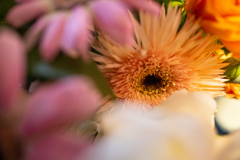 ΢ඨ RF24mm F1.8 MACRO IS STM